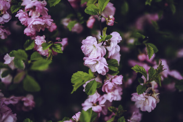 大自然的花