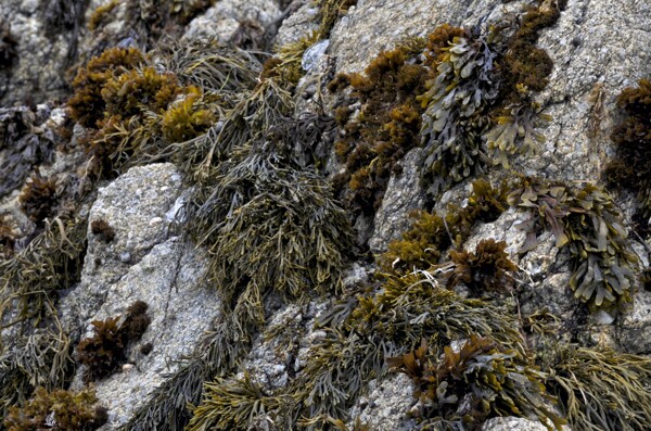 海边礁石上海藻图片