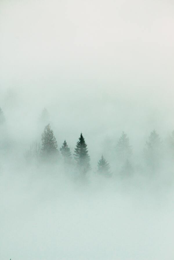 森林中的云雾