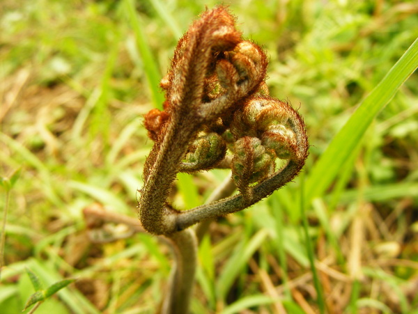 蕨菜圖片