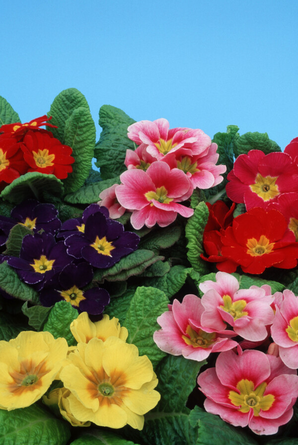 各种色彩的花卉摄影