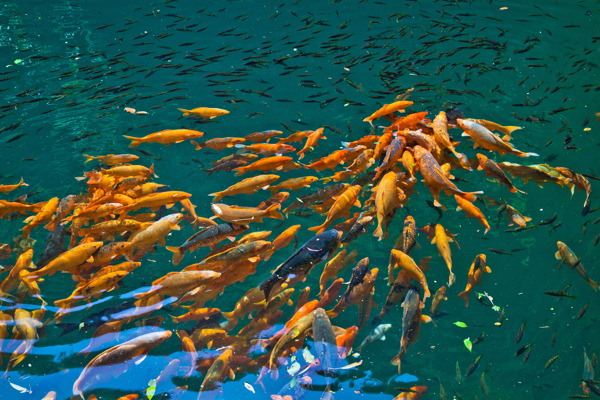 觀魚圖片