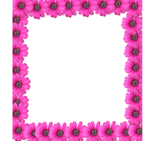 紫红色菊花边框免抠psd透明素材