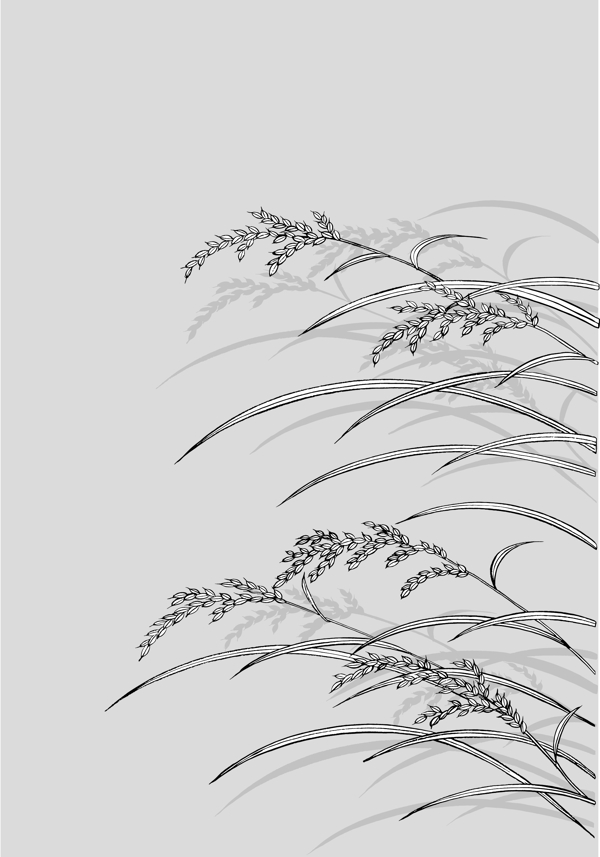 日本的植物花卉矢量素材23水稻制圖