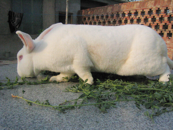 獭兔纯白母兔