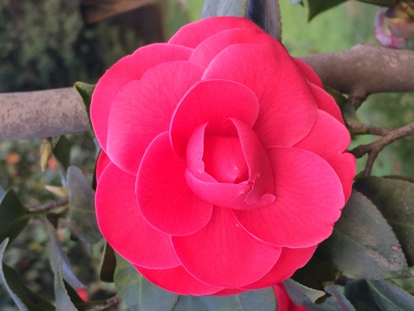 花圖片