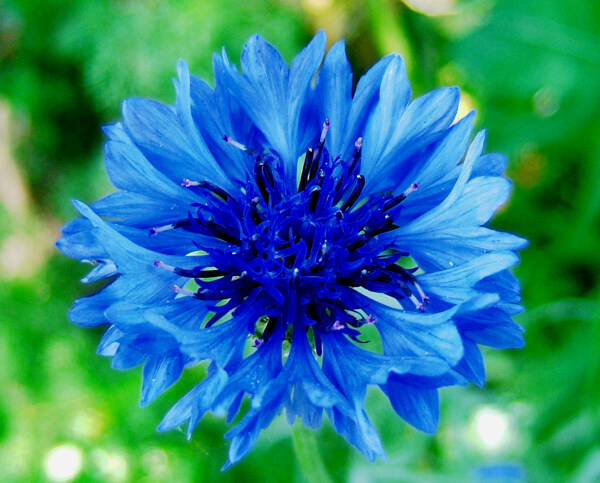 位圖寫實(shí)花卉植物花朵野花免費(fèi)素材