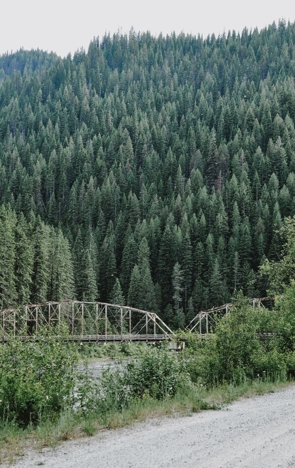 树林桥梁