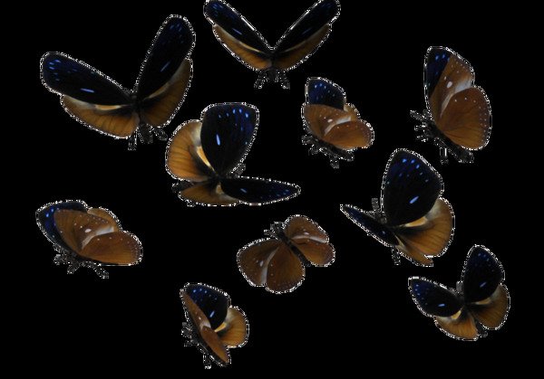 各种姿态褐色蝴蝶免抠png透明素材
