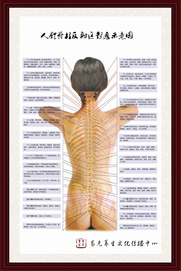 人体脊柱对应反射区挂图图片