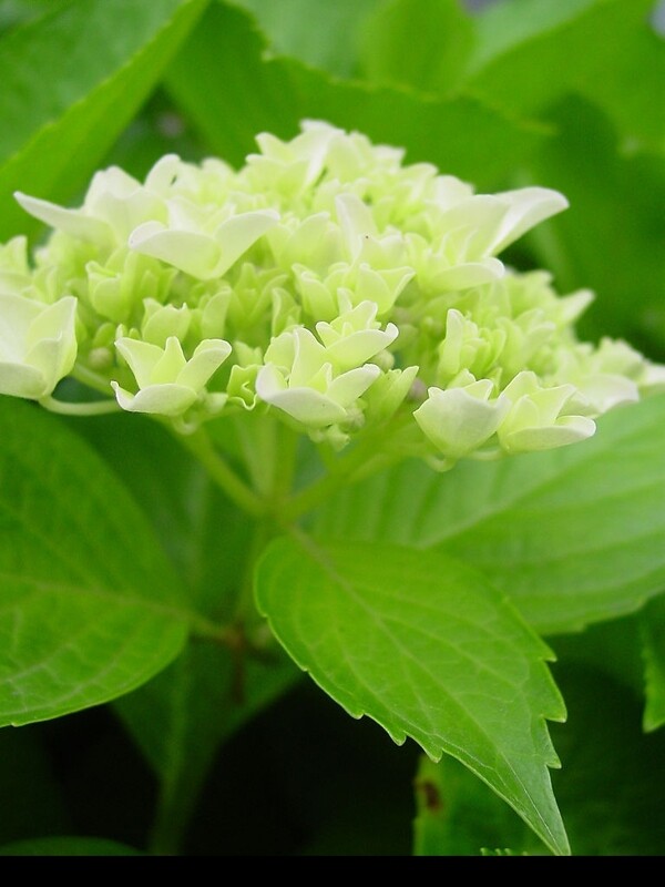 丁香花圖片