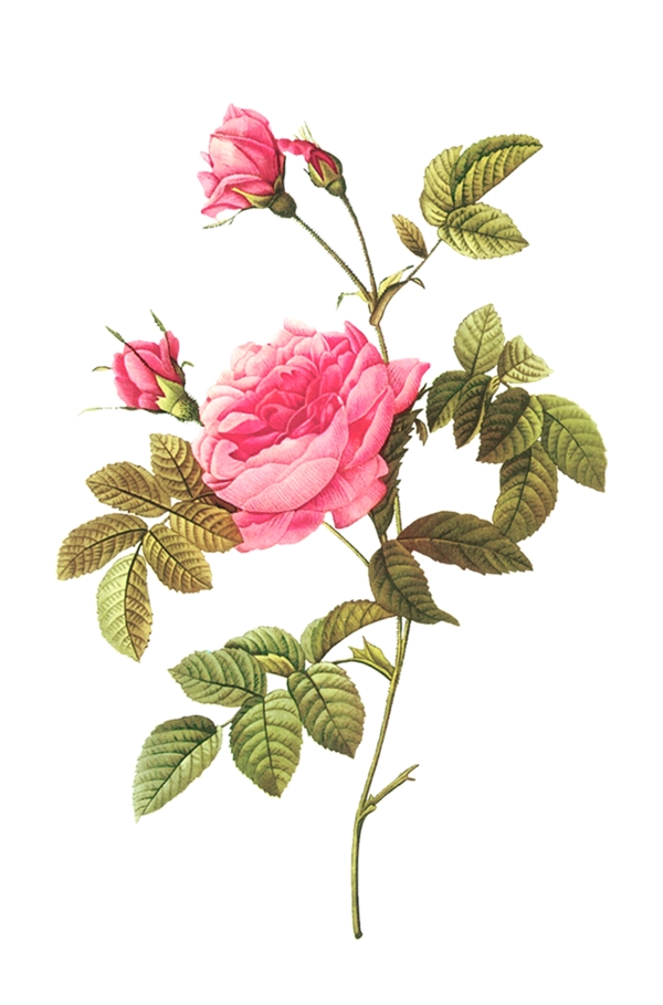 插畫花卉