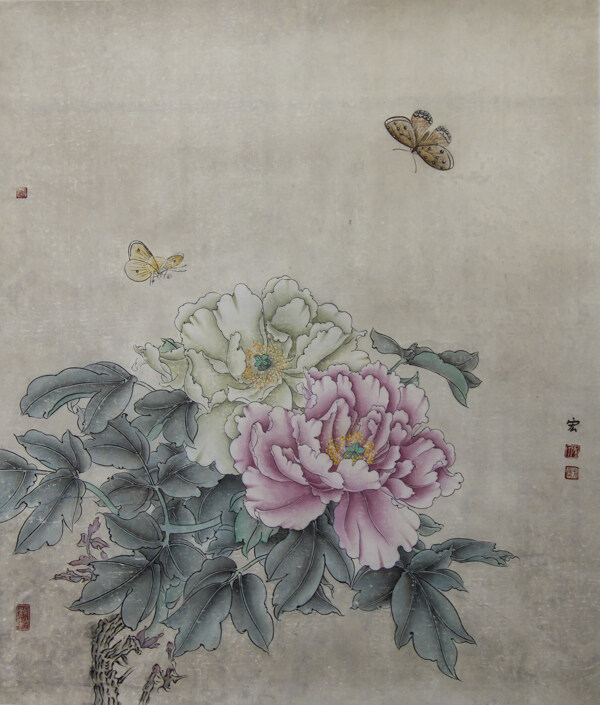 牡丹圖片