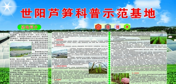 蘆筍種植