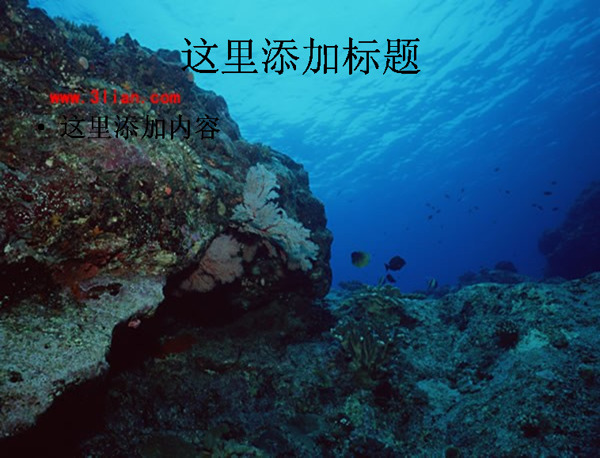 珊瑚礁植物