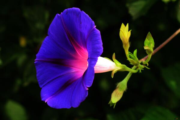 紫色喇叭花图片