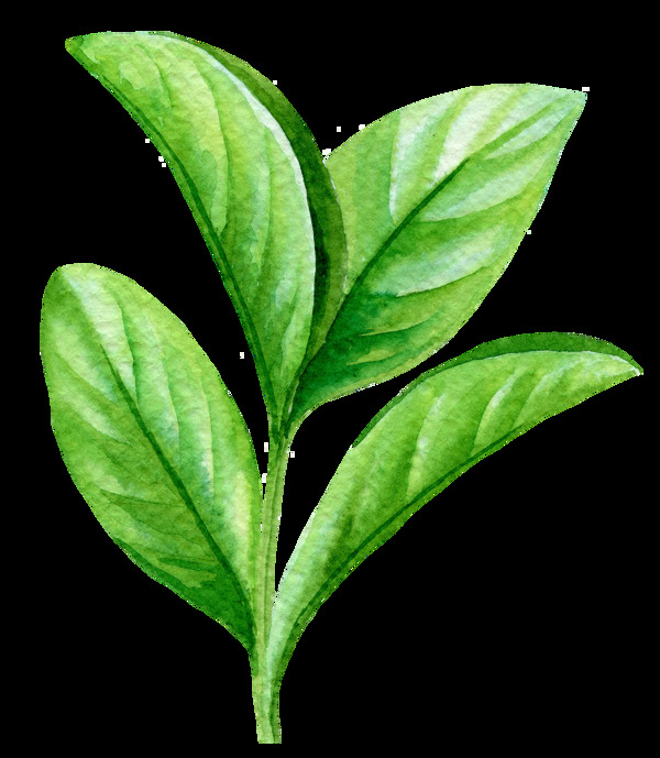 茶叶卡通透明素材
