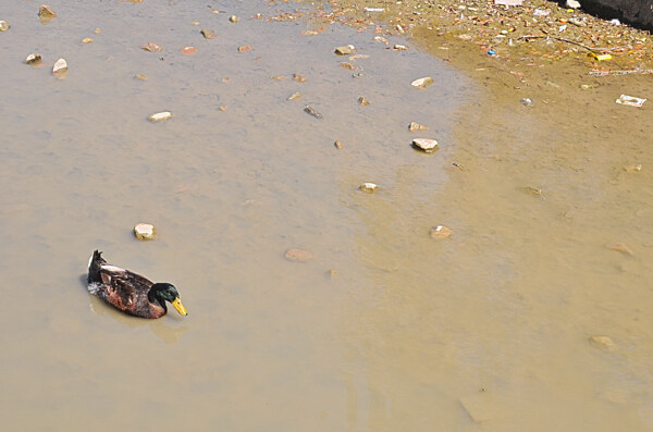 水中的野鸭图片
