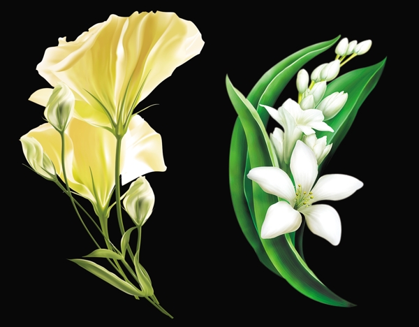 百合花圖片