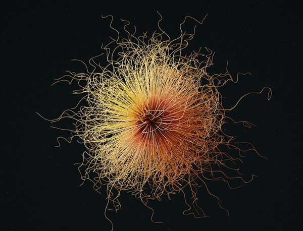 C4D模型微生物细菌病毒抽象图片