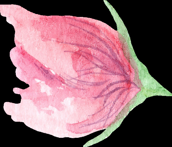 水彩绘画红色花卉透明素材