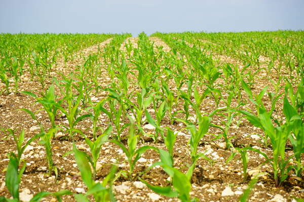 玉米地田园