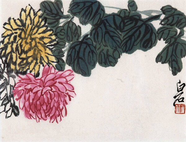 菊花圖片