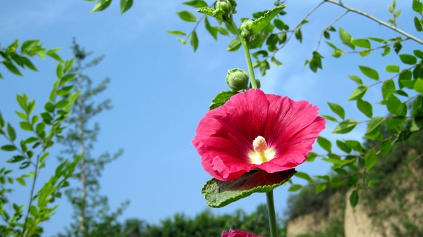 木芙蓉