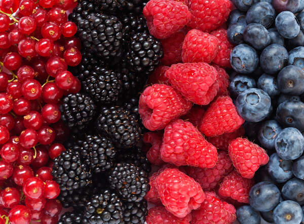 蓝莓水果水果摄影
