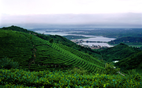 綠茶信陽毛尖原產(chǎn)地茶山風(fēng)景