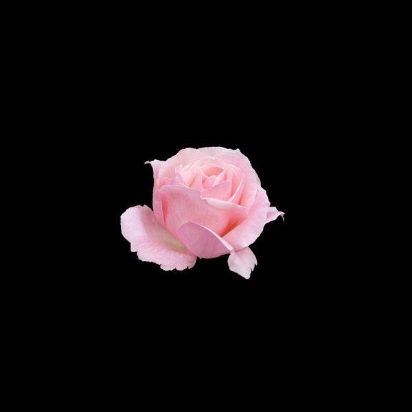 非矢量写实花卉植物花朵玫瑰花免费素材