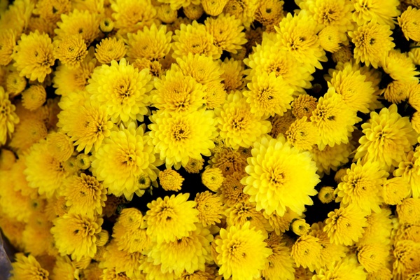 茂密的黄色菊花背景