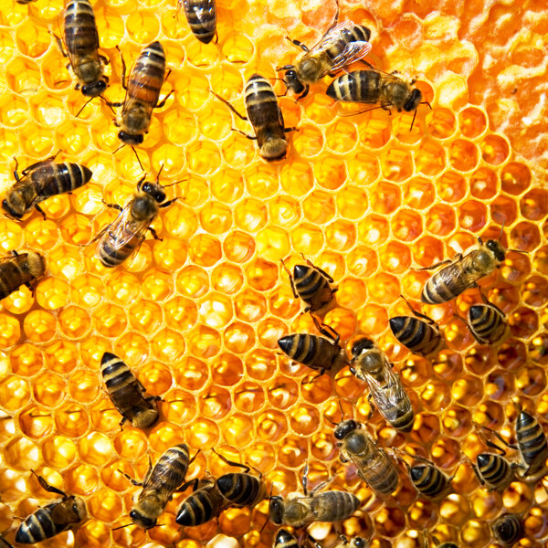 蜜蜂与蜂巢