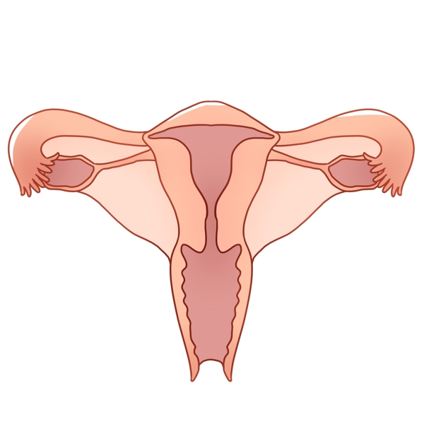 女性子器官插图