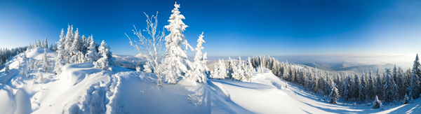冬天森林雪景图片