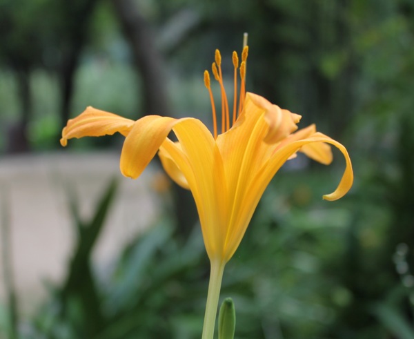 金黃色的萱草花花卉