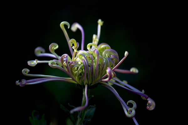 秋菊