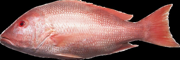 魚素材下載圖片