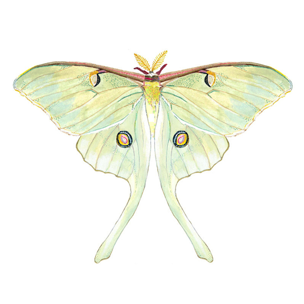 位圖插畫時尚插畫動物插畫藝術效果免費素材