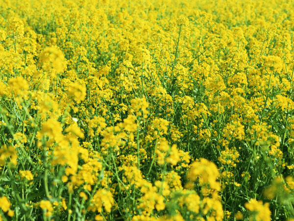 油菜花高清圖片