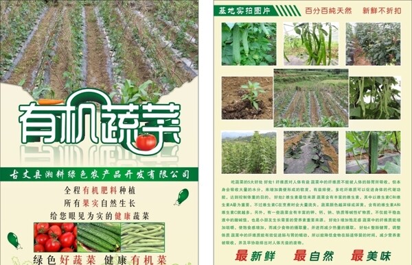 有機蔬菜宣傳單