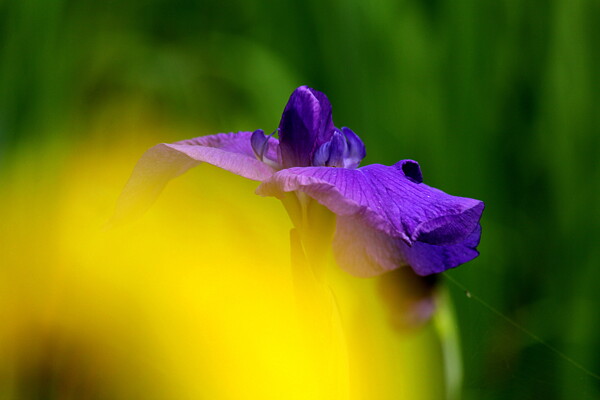 神秘菖蒲