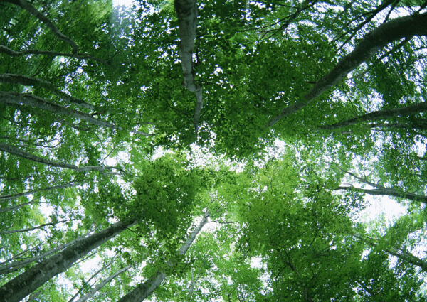 树林图片森林树木图片081