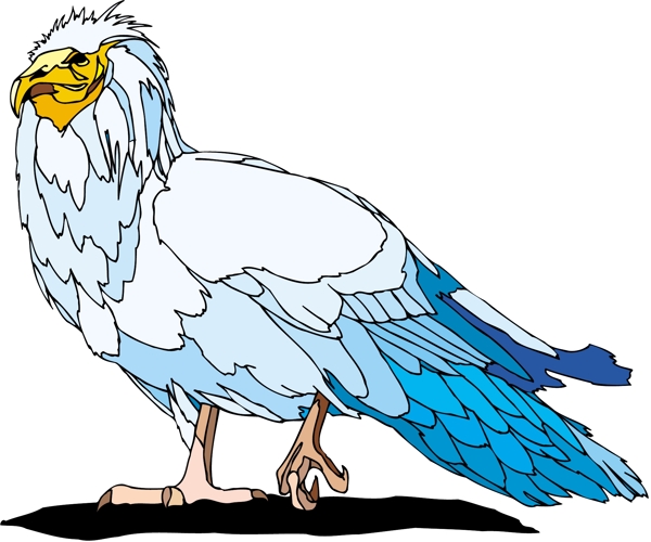 各種鳥(niǎo)類(lèi)鳥(niǎo)動(dòng)物矢量素材EPS格式1557