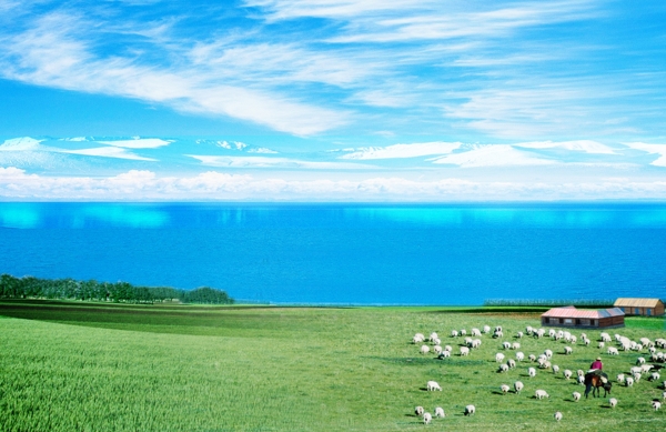 蓝天草原牛羊图片