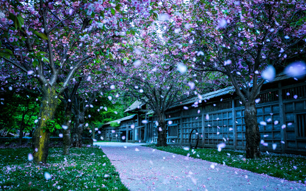 落下樱花瓣的街道