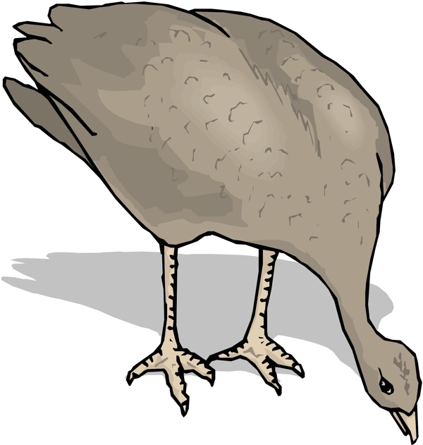 各種鳥類鳥動(dòng)物矢量素材EPS格式0186