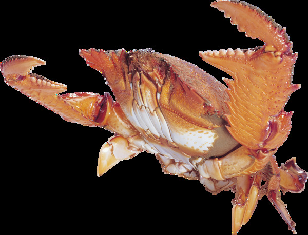大钳子的螃蟹图片免抠png透明图层素材