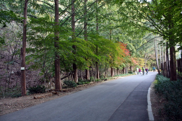 绿色树林公路风景图片