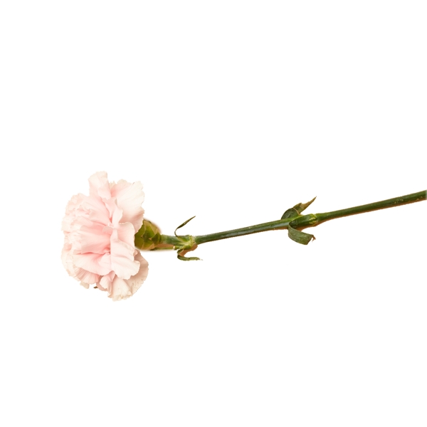 一枝粉色的花朵免扣图